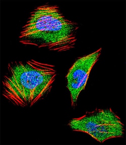 Invitrogen SMAD4 Polyclonal Antibody 400 &mu;L; Unconjugated:Antibodies,