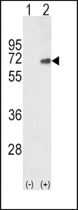 Invitrogen SMAD4 Polyclonal Antibody 400 &mu;L; Unconjugated:Antibodies,