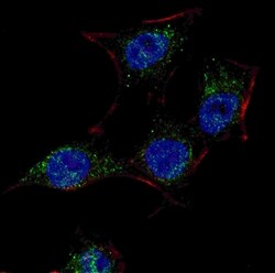 Invitrogen SCAP Polyclonal Antibody 400 &mu;L; Unconjugated:Antibodies,