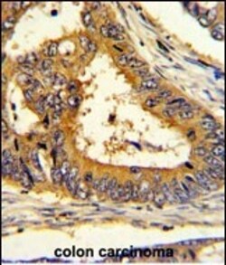Invitrogen SCAP Polyclonal Antibody 400 &mu;L; Unconjugated:Antibodies,