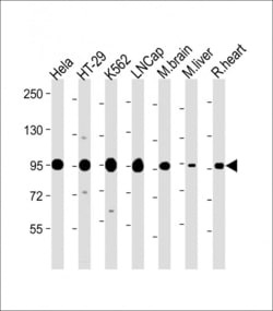 Invitrogen SCAP Polyclonal Antibody 400 &mu;L; Unconjugated:Antibodies,
