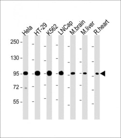Invitrogen SCAP Polyclonal Antibody 400 &mu;L; Unconjugated:Antibodies,