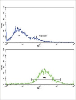 Invitrogen IGFBP2 Polyclonal Antibody 400 &mu;L; Unconjugated:Antibodies,