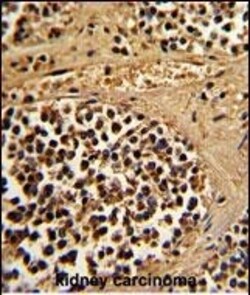 Invitrogen ESRRA Polyclonal Antibody 400 &mu;L; Unconjugated:Antibodies,