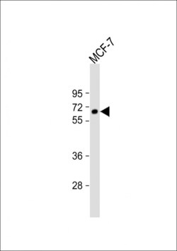 Invitrogen IL10RA Polyclonal Antibody 400 &mu;L; Unconjugated:Antibodies