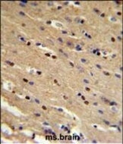 Invitrogen p73 Polyclonal Antibody 400 &mu;L; Unconjugated:Antibodies,