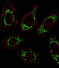 Invitrogen OAT Polyclonal Antibody 400 &mu;L; Unconjugated:Antibodies,