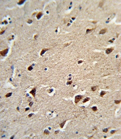 Invitrogen OAT Polyclonal Antibody 400 &mu;L; Unconjugated:Antibodies,
