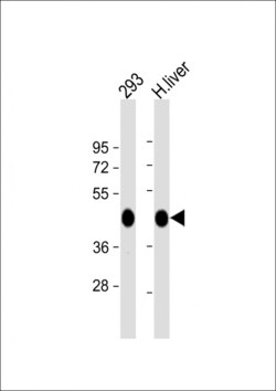Invitrogen OAT Polyclonal Antibody 400 &mu;L; Unconjugated:Antibodies,