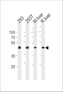 Invitrogen OAT Polyclonal Antibody 400 &mu;L; Unconjugated:Antibodies,