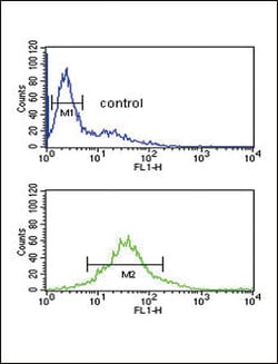 Invitrogen PDK2 Polyclonal Antibody 400 &mu;L; Unconjugated:Antibodies,