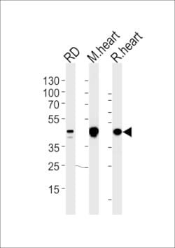 Invitrogen PDK2 Polyclonal Antibody 400 &mu;L; Unconjugated:Antibodies,