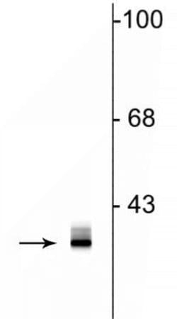 Invitrogen Clavesin Polyclonal Antibody 100 &mu;L; Unconjugated:Antibodies,