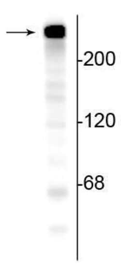 Invitrogen alpha-II Spectrin Polyclonal Antibody 100 &mu;L; Unconjugated:Antibodies,