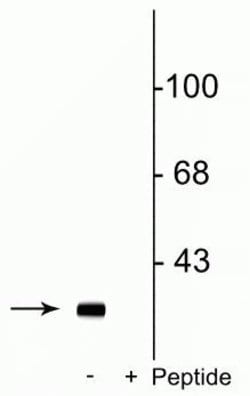 Invitrogen Phospho-DARPP-32 (Ser137) Polyclonal Antibody 100 &mu;L; Unconjugated:Antibodies,