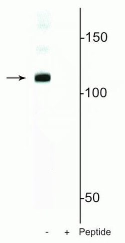 Invitrogen Phospho-DGCR8 (Ser377) Polyclonal Antibody 100 &mu;L; Unconjugated:Antibodies,