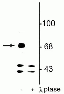 Invitrogen Phospho-FMRP (Ser499) Polyclonal Antibody 100 &mu;L; Unconjugated:Antibodies,
