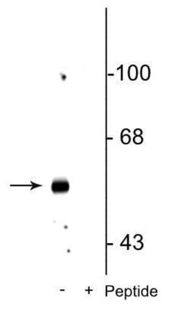 Invitrogen Phospho-GABRB3 (Ser408, Ser409) Polyclonal Antibody 100 &mu;L;