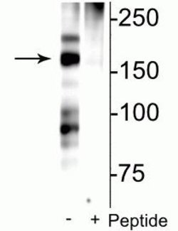 Invitrogen Phospho-NMDAR2B (Ser1166) Polyclonal Antibody 100 &mu;L; Unconjugated:Antibodies,