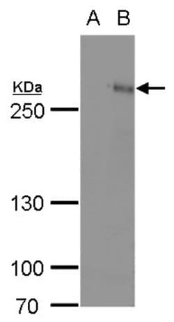Invitrogen ARID1A Polyclonal Antibody 100 &mu;L; Unconjugated:Antibodies,