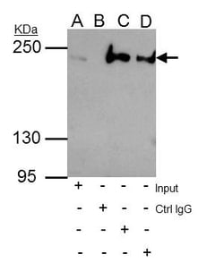 Invitrogen ARID2 Polyclonal Antibody 100 &mu;L | Buy Online | Invitrogen&trade; | Fisher Scientific
