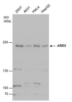 Invitrogen ARID2 Polyclonal Antibody 100 &mu;L; Unconjugated:Antibodies,