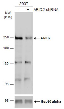 Invitrogen ARID2 Polyclonal Antibody 100 &mu;L | Buy Online | Invitrogen&trade; | Fisher Scientific