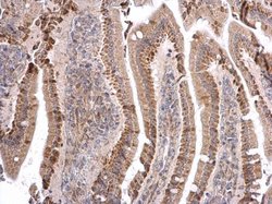 Invitrogen ATOH7 Polyclonal Antibody 100 &mu;L; Unconjugated:Antibodies,