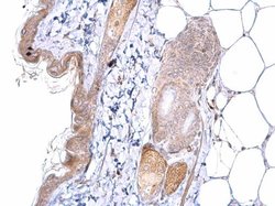 Invitrogen ATOH7 Polyclonal Antibody 100 &mu;L; Unconjugated:Antibodies,