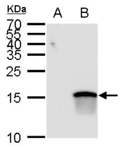 Invitrogen ATOH7 Polyclonal Antibody 100 &mu;L; Unconjugated:Antibodies,