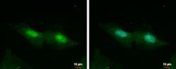 Invitrogen CXorf57 Polyclonal Antibody 100 &mu;L; Unconjugated:Antibodies,