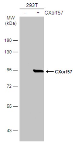 Invitrogen CXorf57 Polyclonal Antibody 100 &mu;L; Unconjugated:Antibodies,