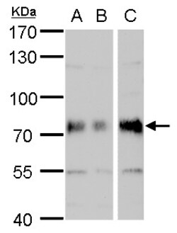 Invitrogen DMPK Polyclonal Antibody 100 &mu;L; Unconjugated:Antibodies,