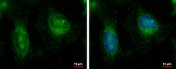 Invitrogen FAM21C Polyclonal Antibody 100 &mu;L; Unconjugated:Antibodies,