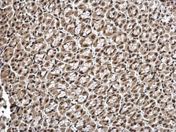 Invitrogen Histone H1.3 Polyclonal Antibody 100 &mu;L; Unconjugated:Antibodies,