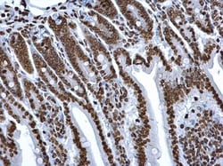 Invitrogen Histone H2A Polyclonal Antibody 100 &mu;L; Unconjugated:Antibodies,