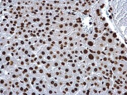 Invitrogen Histone H2A Polyclonal Antibody 100 &mu;L; Unconjugated:Antibodies,