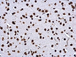 Invitrogen Histone H2A Polyclonal Antibody 100 &mu;L; Unconjugated:Antibodies,