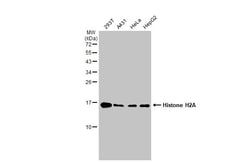 Invitrogen Histone H2A Polyclonal Antibody 100 &mu;L; Unconjugated:Antibodies,