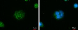 Invitrogen IQCC Polyclonal Antibody 100 &mu;L; Unconjugated:Antibodies,