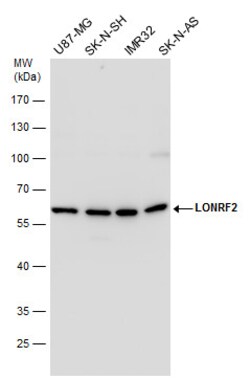 Invitrogen LONRF2 Polyclonal Antibody 100 μL; Unconjugated:Antibodies,