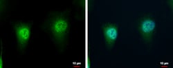 Invitrogen LZIC Polyclonal Antibody 100 μL; Unconjugated:Antibodies,