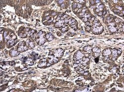 Invitrogen MAGEE2 Polyclonal Antibody 100 &mu;L; Unconjugated:Antibodies,