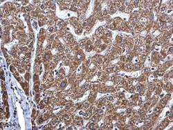 Invitrogen MAGEE2 Polyclonal Antibody 100 &mu;L; Unconjugated:Antibodies,