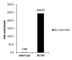Invitrogen MCM6 Polyclonal Antibody 100 &mu;L; Unconjugated:Antibodies,