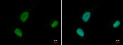 Invitrogen MCM6 Polyclonal Antibody 100 &mu;L; Unconjugated:Antibodies,