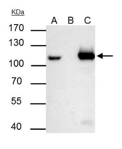 Invitrogen MCM6 Polyclonal Antibody 100 &mu;L; Unconjugated:Antibodies,