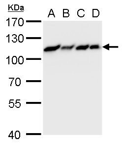 Invitrogen MCM6 Polyclonal Antibody 100 &mu;L; Unconjugated:Antibodies,