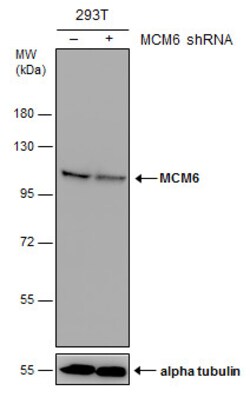 Invitrogen MCM6 Polyclonal Antibody 100 &mu;L | Buy Online | Invitrogen&trade; | Fisher Scientific