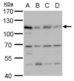 Invitrogen MCM6 Polyclonal Antibody 100 &mu;L; Unconjugated:Antibodies,